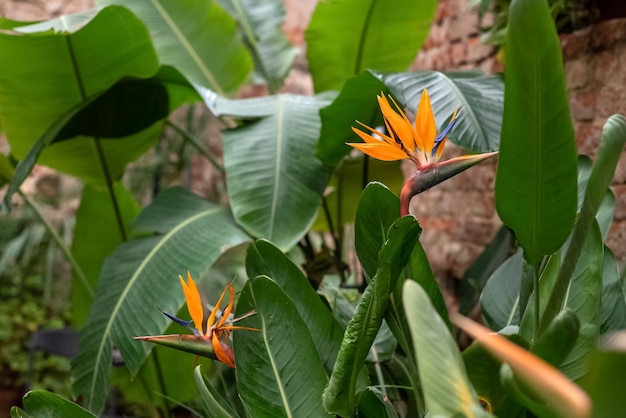 Bird of Paradise flower Strelitzia reginae in botanical garden