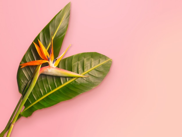 Bird of Paradise flower Strelitzia reginae on trendy pink background 