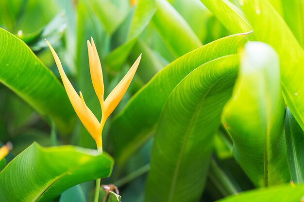 Photo bird of paradise flower