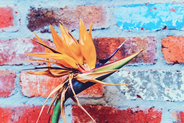 Foto un fiore di uccello del paradiso