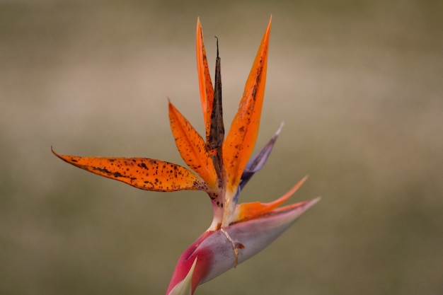 Bird of Paradise flower