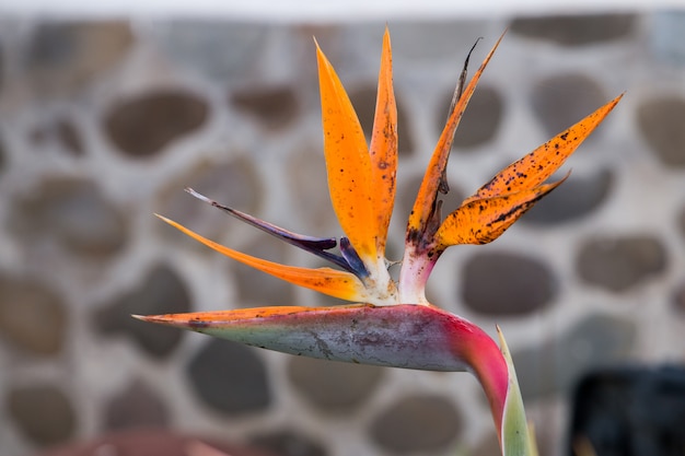 Bird of Paradise flower