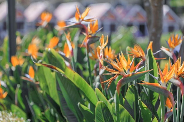 Bird of paradise flowers Madeira Portugal