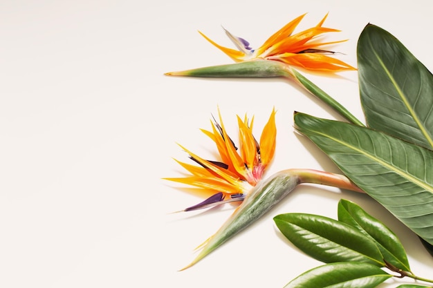 Bird of paradise flowers on white background