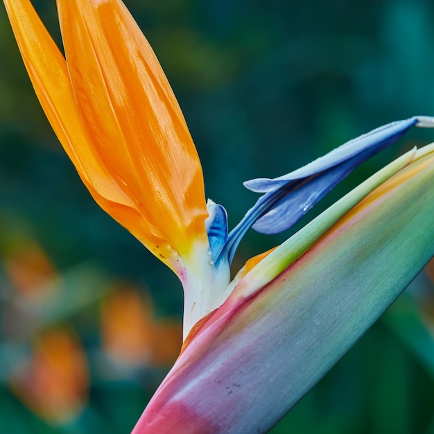 Bird of Paradise Photo of the beautiful Bird of Paradise