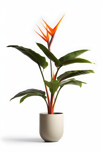 Bird of paradise plant on pot Strelitzia