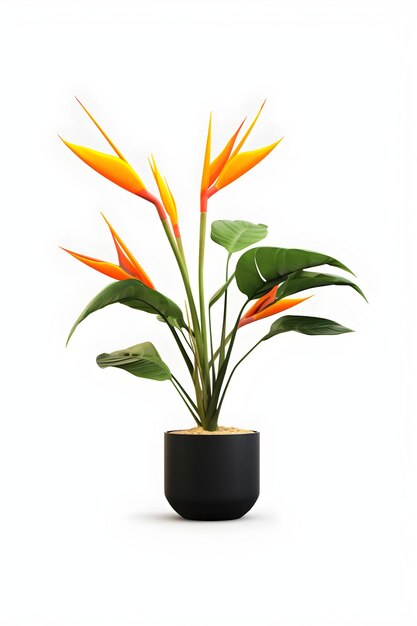 Bird of paradise plant on pot Strelitzia