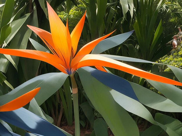 Bird of Paradise reginae