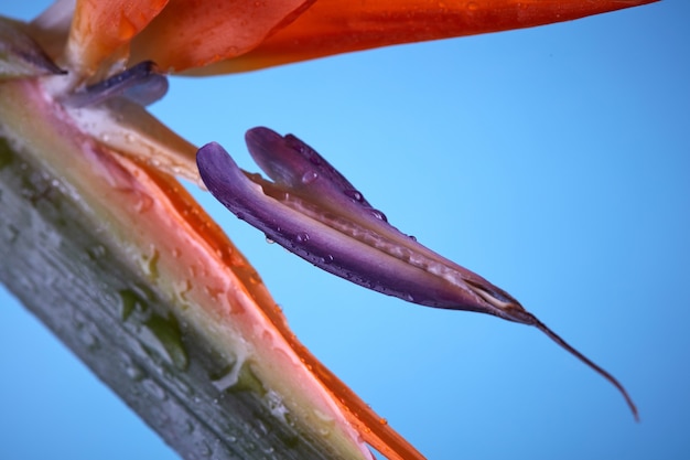 楽園の鳥またはstrelitziaまたはクレーンの花のクローズアップ