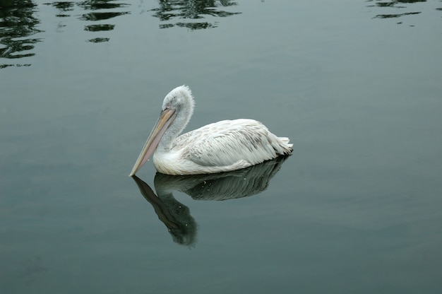 Bird the Pelican on water.