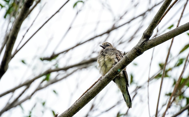 A bird perched on a branch waiting for her mother to feed\
her