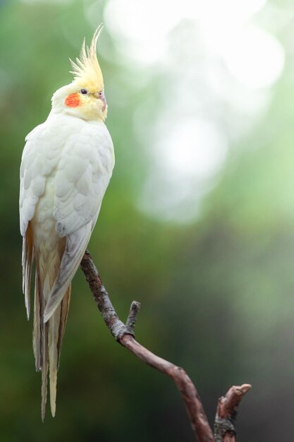 Bird perched on a branch