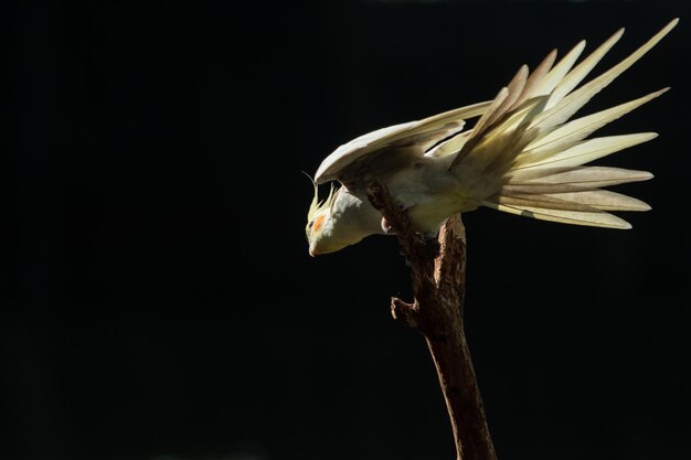 Bird perched on a branch