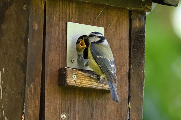 bird perched on a feeder