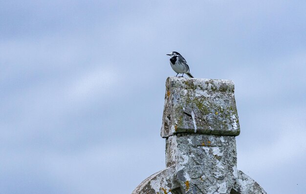 Photo bird perched on a statue