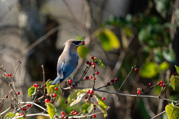 Photo a bird perched on top of some berries in a tree