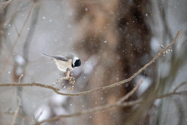 Photo a bird perched on a tree branch in the snow with its wings spread