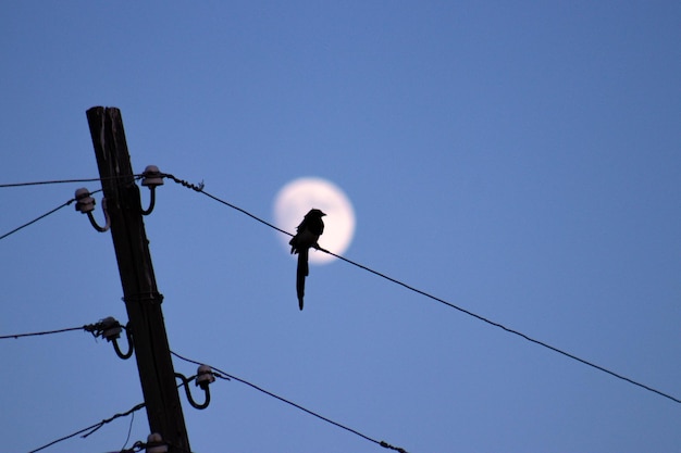 A bird perches on a wire with a moon in the backgroundcreating a tranquil scene