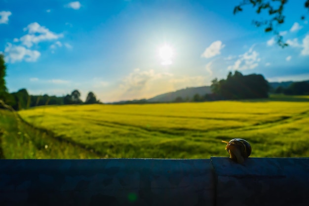 Bird perching on agricultural field against sky at sunset