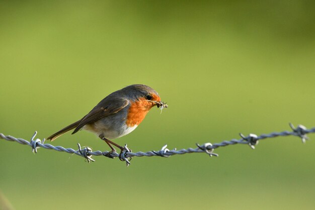 Bird perching on barbed wire