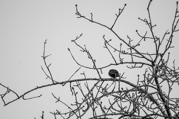 Photo bird perching on bare tree against sky