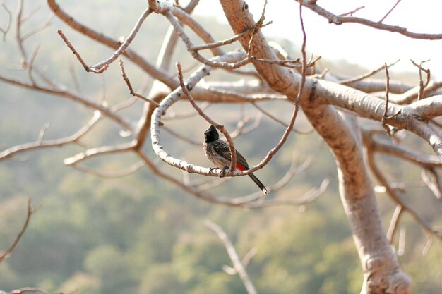 bird perching on bare tree during sunny day