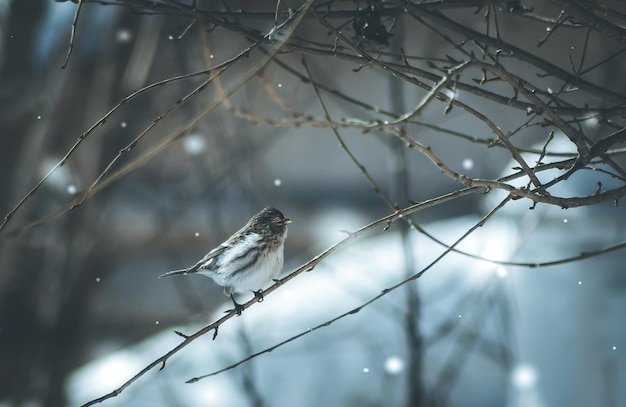 冬に裸の木に座っている鳥