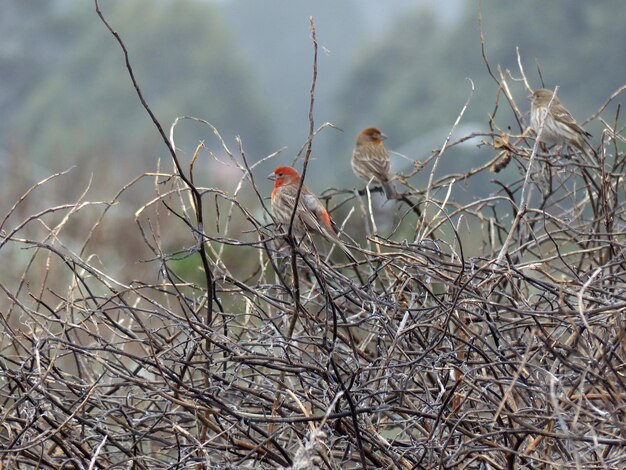 Bird perching on bare tree