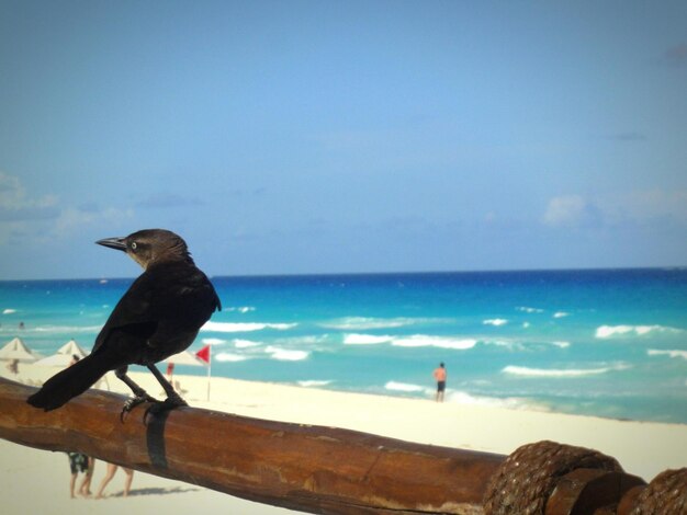 Photo bird perching on beach against sky