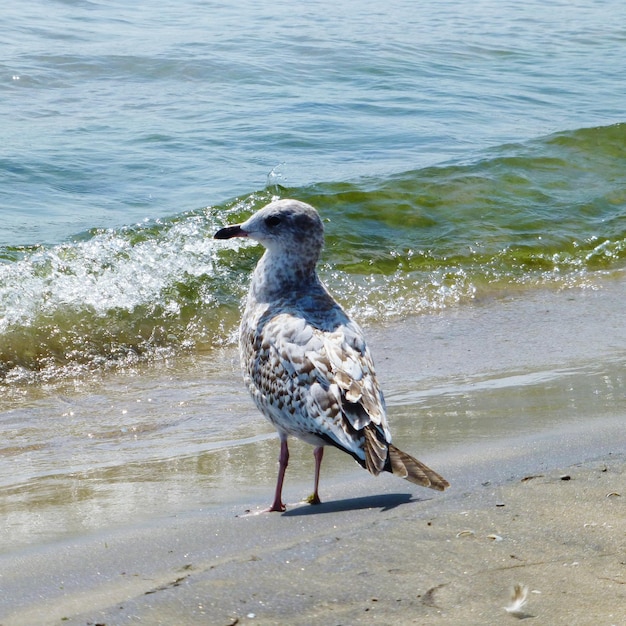 Foto un uccello appoggiato sulla spiaggia