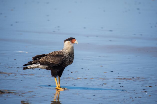 Foto un uccello appoggiato su una spiaggia