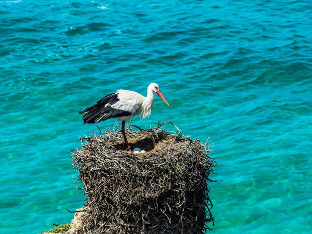 Foto un uccello appoggiato sul mare blu