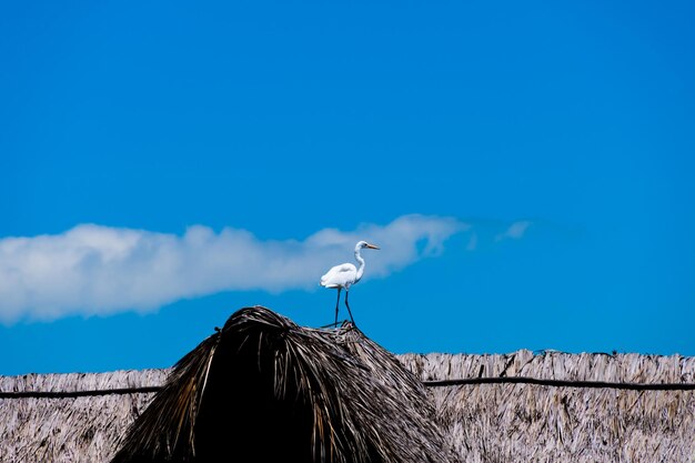 Bird perching on blue sky