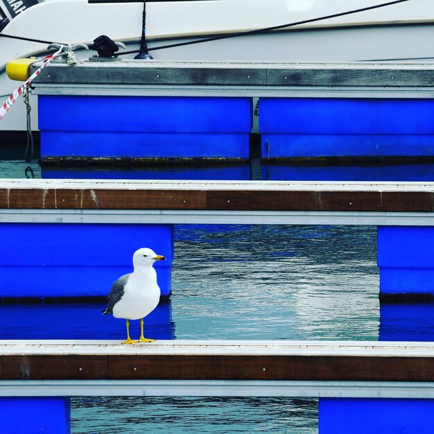 Bird perching on blue water