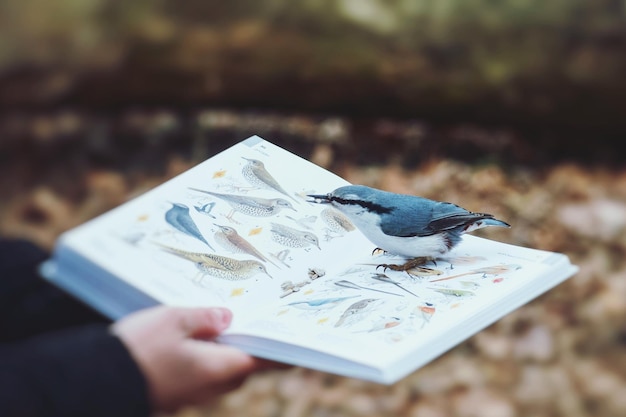 Foto un uccello appollaiato su un libro tenuto da una persona