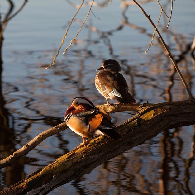 Foto un uccello appoggiato su un ramo contro il lago