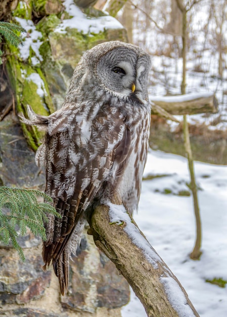 Foto un uccello appoggiato su un ramo nella neve