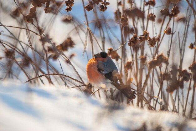 Foto un uccello appoggiato su un ramo nella neve