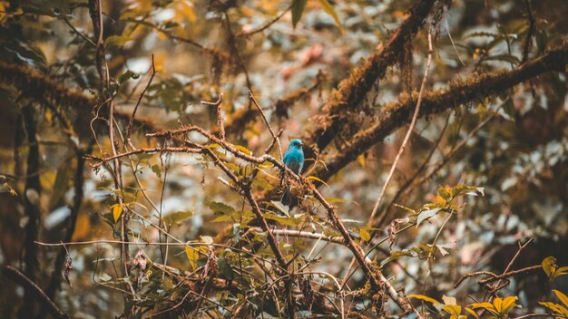 Foto un uccello appollaiato sul ramo di un albero