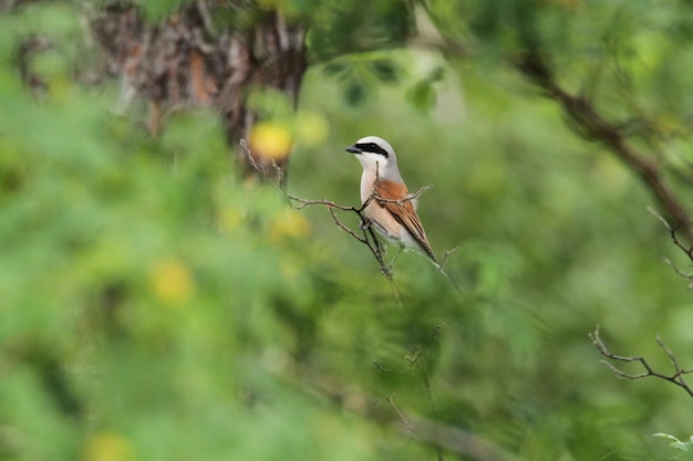 Photo bird perching on a branch