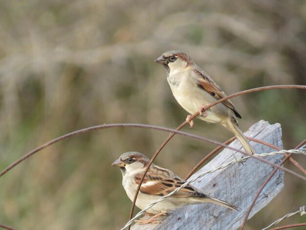 Bird perching on a branch