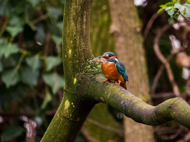 Photo bird perching on a branch