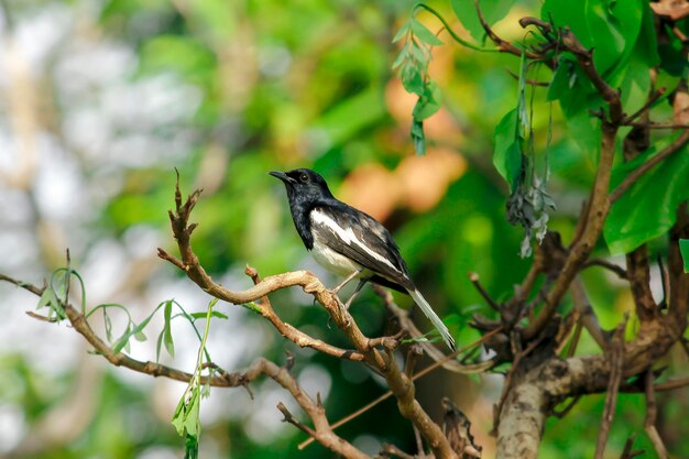 Bird perching on a branch