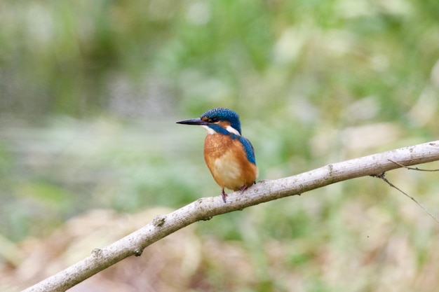 Bird perching on branch
