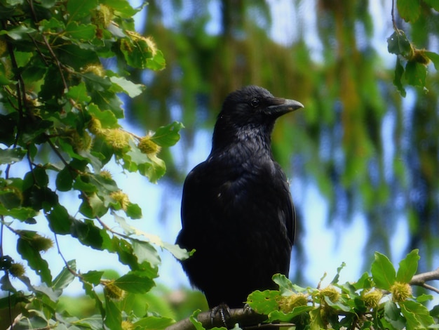 bird perching on branch