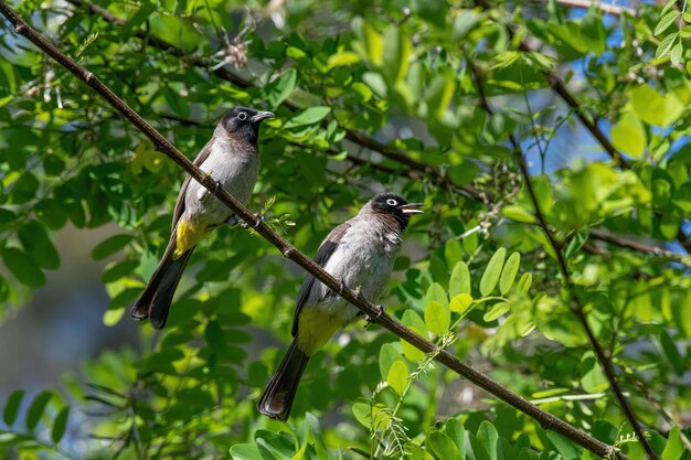 Bird perching on branch