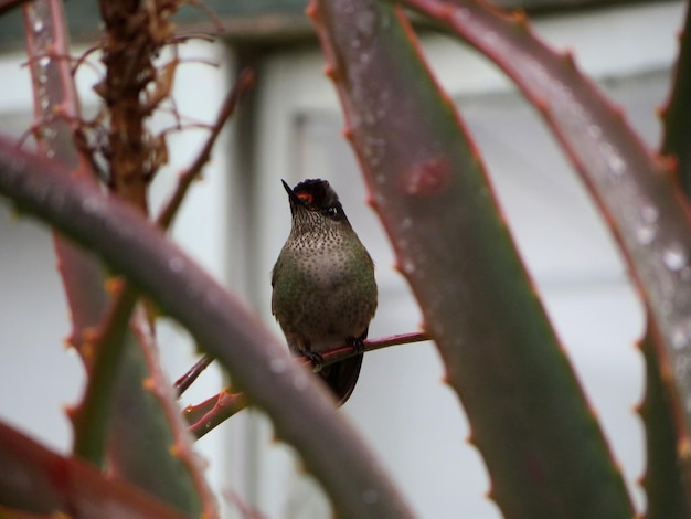 Photo bird perching on branch