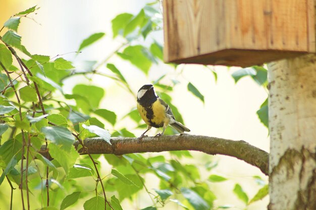 Bird perching on a branch