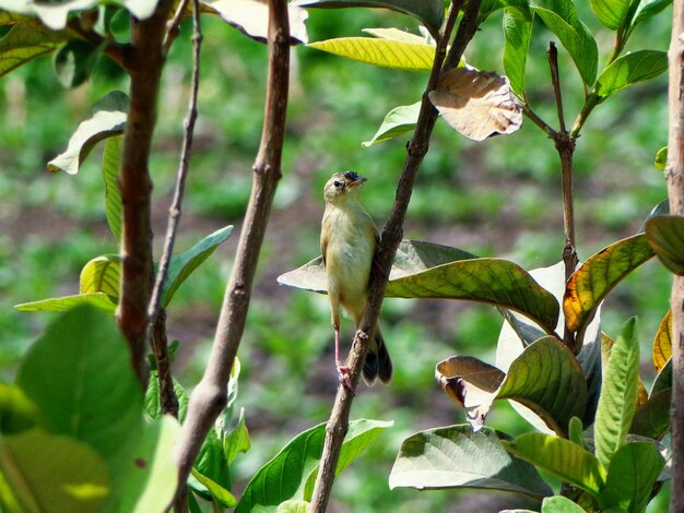 Photo bird perching on branch