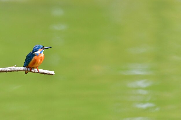 Foto un uccello appoggiato su un ramo